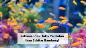 Rekomendasi Toko Peralatan Ikan Sekitar Bandung!