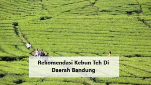 Rekomendasi Kebun Teh Di Daerah Bandung